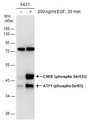 Western Blot: ATF1 [p Ser63] Antibody [NBP3-12920]